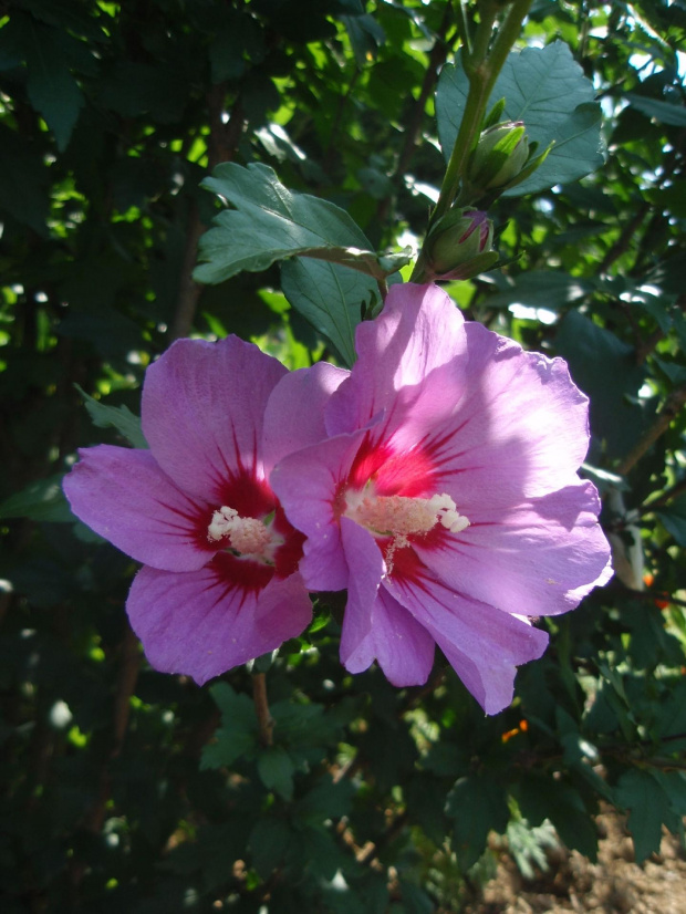 Hibiskus