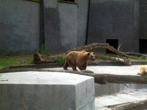 Niedźwiedź brunatny #warszawa #zoo #zwierzęta