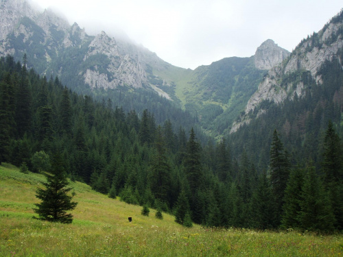 #dolina #góry #kościelisko #wakacje #woda #Zakopane #tatrzański #park #narodowy