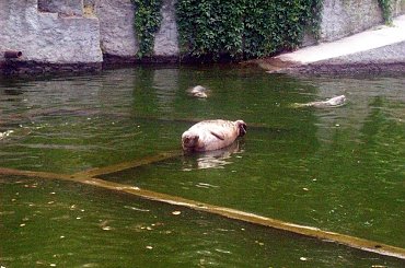 Foka #warszawa #zoo #zwierzęta