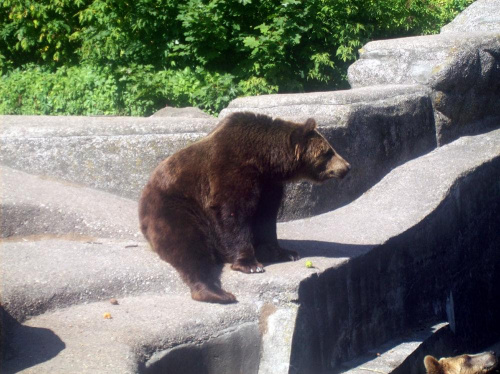 Niedźwiedź #warszawa #zoo #zwierzęta