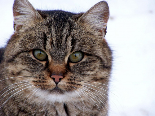 kot zimową porą #kot
