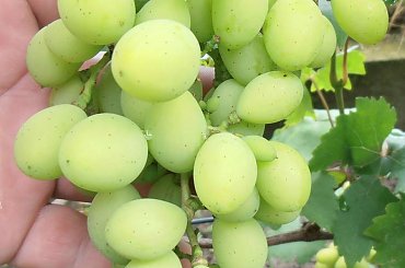 Pamięci Chirurga #grona #winorośl