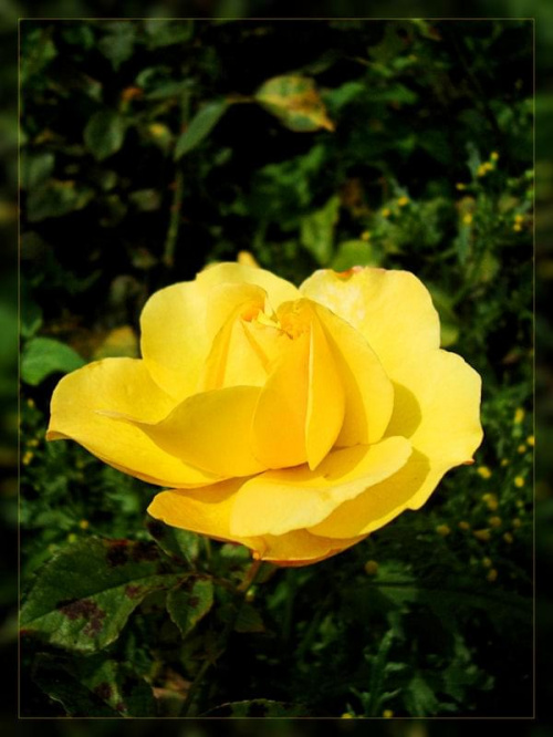 Rosarium... #kwiaty #róże