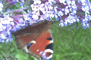 #makro #owady #motyle