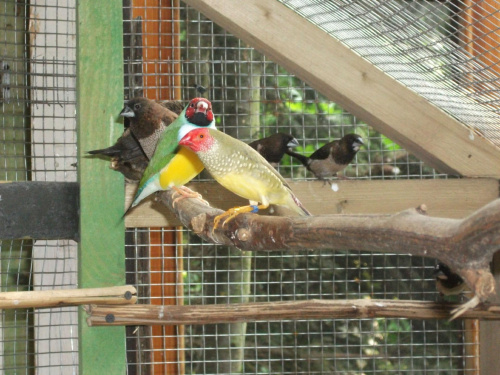 Różnokolorowe ptaki mojego znajomego :)