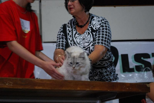 show kotów syberyjskich i neva masqerade - Olsztyn'09