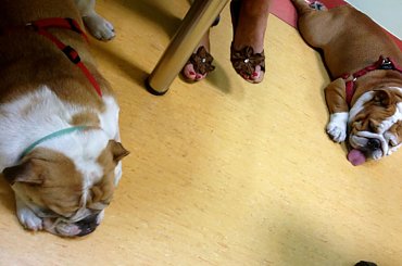 #BuldogAngielski #bulldog #forum