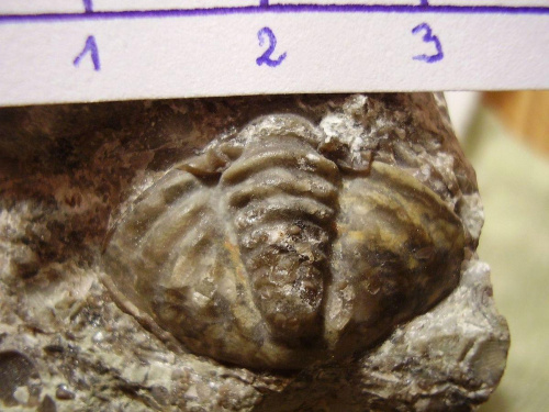 Pygidium trylobita ; najprawdopodobniej Calymene sp.? Długość okazu - 2,5 cm . Wiek : dolny sylur – środkowy dewon . Data znalezienia : 2003 .