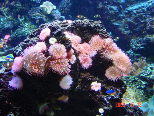 morskie-korale 02