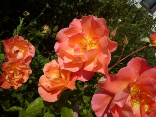 Rosa 'Westerland'