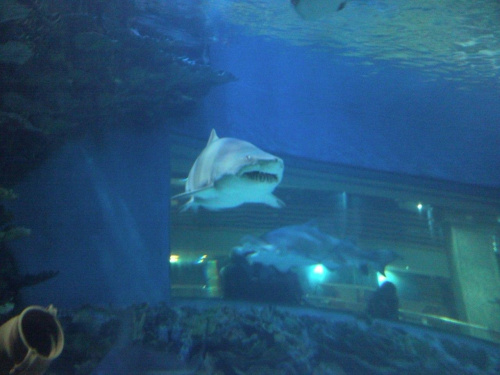morskie-rekin