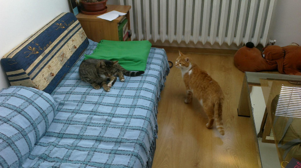 Nitek oswaja się z nowym miejscem #kot