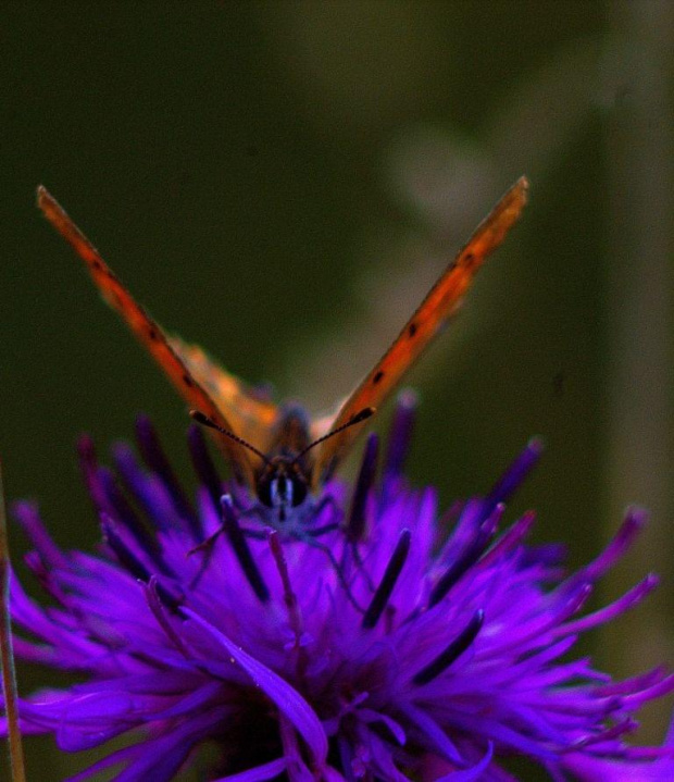 #lepidoptera #łuskoskrzydłe #motyl #owad #makro