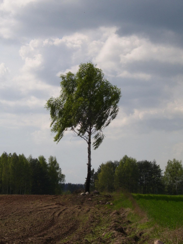 Samotnik #drzewo #pole #lato