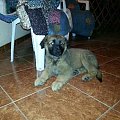 adopcja