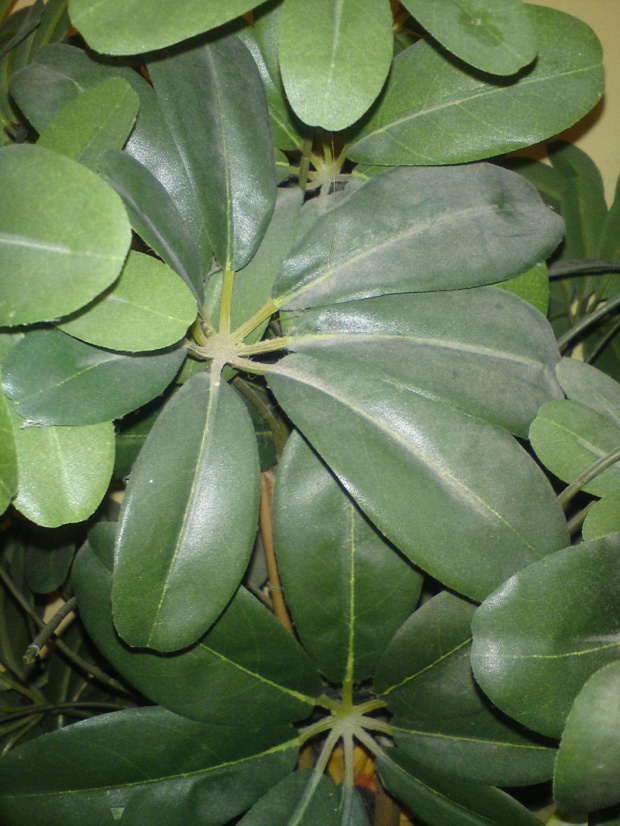 kwiatuszki, lekko zakurzone, u wezgłowia łóżka