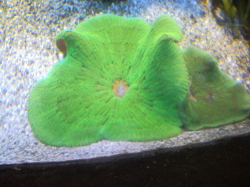 zielony koral