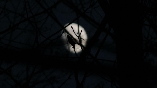 Śpiący nietoperz, przypadkowo wychwycony przy fotografowaniu księżyca