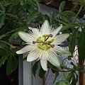 Passiflora constance elliott