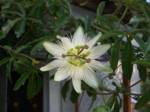 Passiflora constance elliott