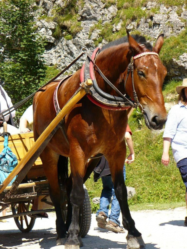 Zmeczone konie caly dzien pracuja