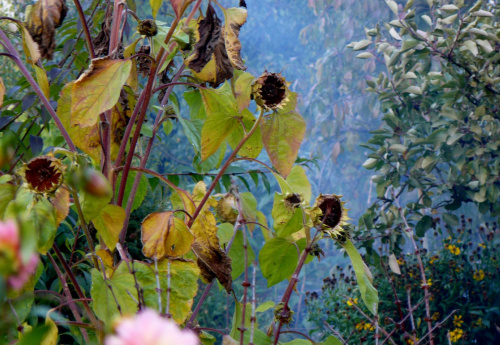 #jesień #kwiaty #mgła #ptaki