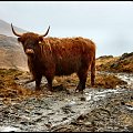 Krowa rasy Highlander - Wyspa Rum - Szkocja