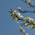 wiosna, 04.2009
[Olympus E-410, Zuiko Digital Tele 70-300 + filtr polaryzacyjny kołowy] #kwiat #wiosna #kwitnie #natura
