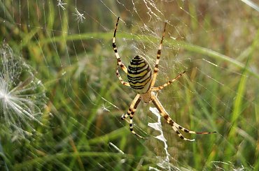 tygrys na sieci;D #makro #tygrzyk