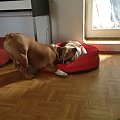 #bulldog #FioletoweForum #ForumBuldogaAngielskiego #pies