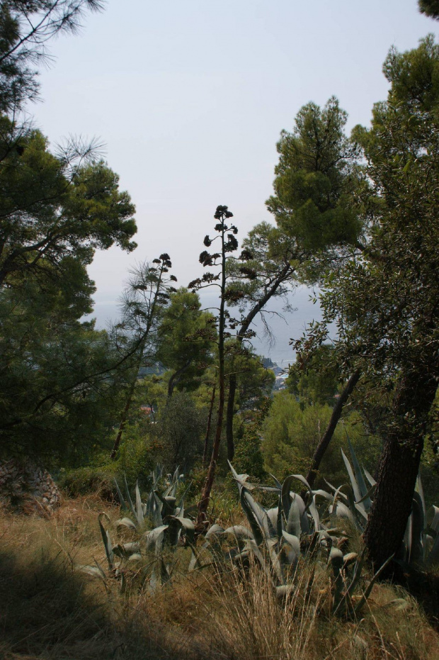 Split - park Maryjan, ogód botaniczny
kwitnące agawy