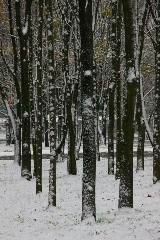 Październikowa zima w Parku Śląskim w Chorzowie 28.10.2012 #AtakZimy #GórnyŚląsk #ParkŚląskiWChorzowie #śnieg #zima #ZimaWPaździerniku