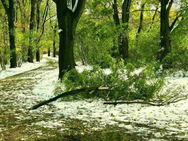 Parkowe drzewa połamały się pod ciężarem pierwszego jesiennego śniegu :(