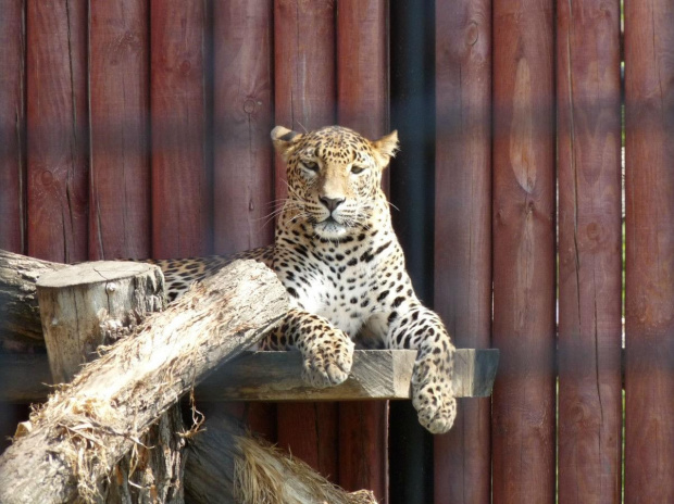 Gepcio z Zoo w Zamościu