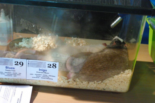 29.08.2009
Wystawa szczurów rasowych #szczury