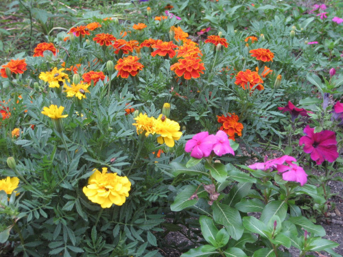 #kwiaty #ogród #park