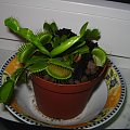 Dionea Muscipula 'Regular Form' #MuchołówkaAmerykańska #RegularForm #owadożerna #roślina