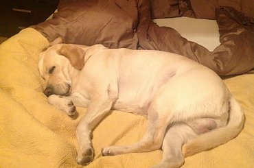 #galeria #Homer #labrador #pies #zdjęcia