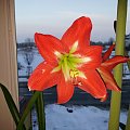 hippeastrum