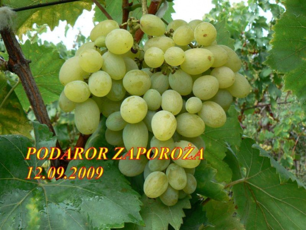 ODMIANY WINOROŚLI