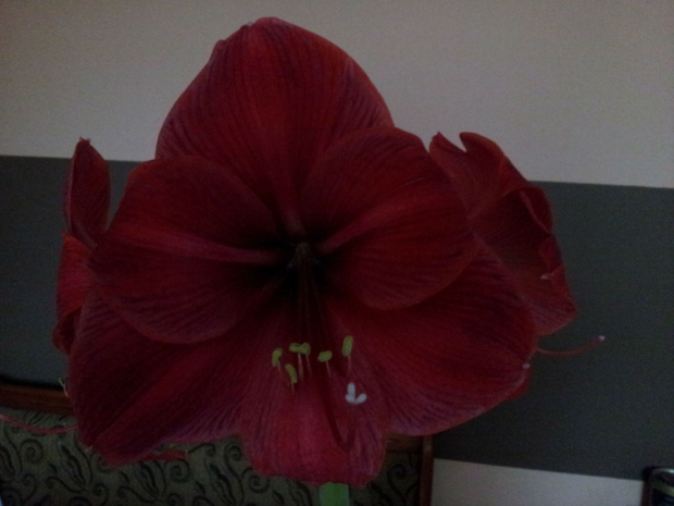 Royal Red #hippeastrum