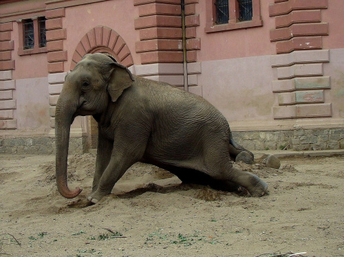 no może by mi ktoś pomógł? nie jest łatwo nosić tonę tłuszczu :D #słoń #zoo #wrocław