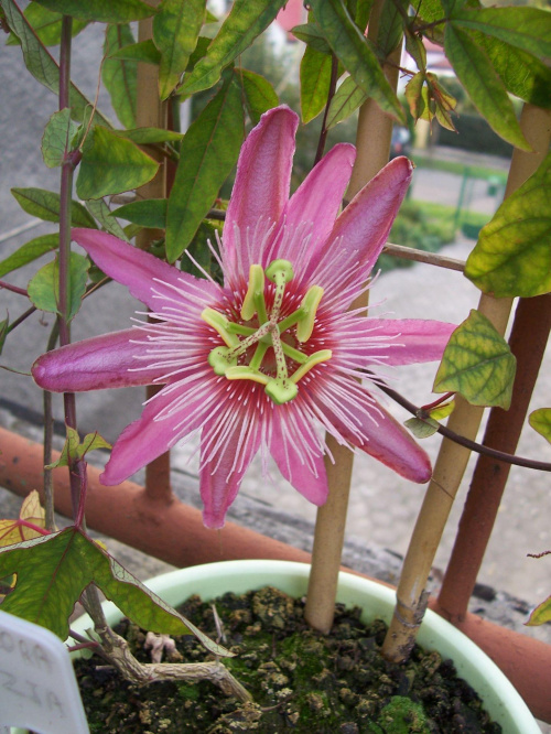 Passiflora violacea victoria
