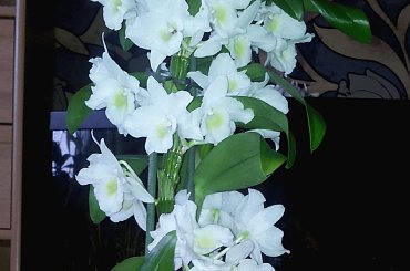 #dendrobium #orchidea #storczyk