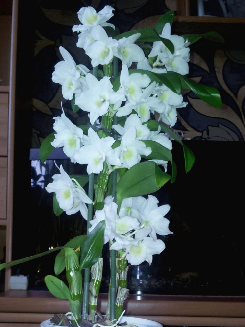 #dendrobium #orchidea #storczyk