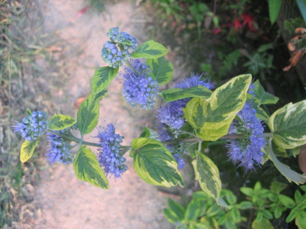 Caryopteris 'Summer Sorbet'