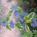 Caryopteris 'Summer Sorbet'