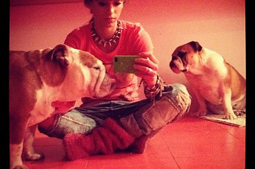 #BuldogAngielski #bulldog #forum