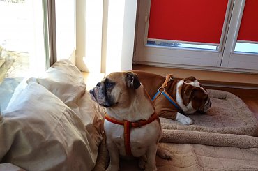 #BuldogAngielski #bulldog #forum